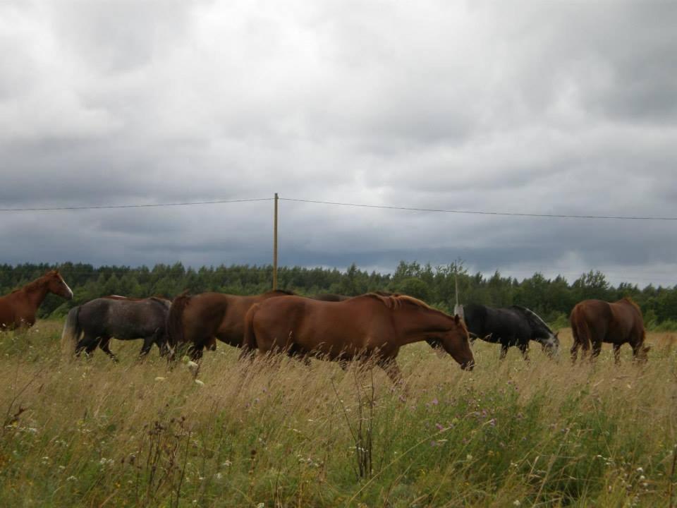 Hotel Sassi Talu Horsefarm à Pärnu Extérieur photo