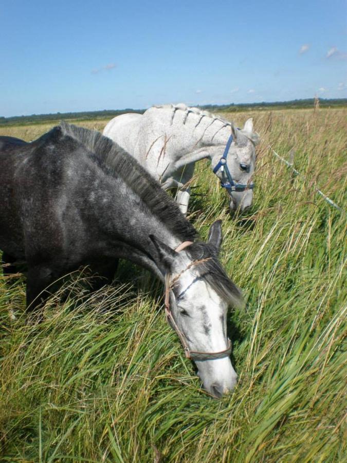 Hotel Sassi Talu Horsefarm à Pärnu Extérieur photo